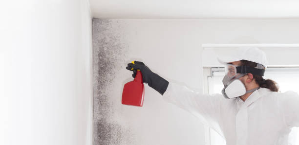 Professional Mold Remediation in Glenwood, IL