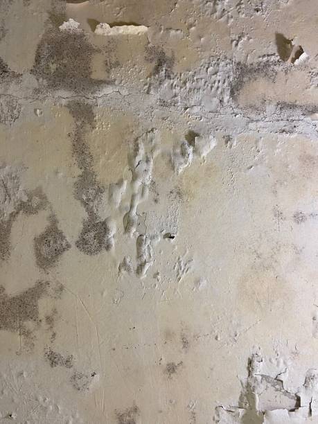 Best Localized Mold Remediation (e.g., coastal areas, humid climates) in Glenwood, IL